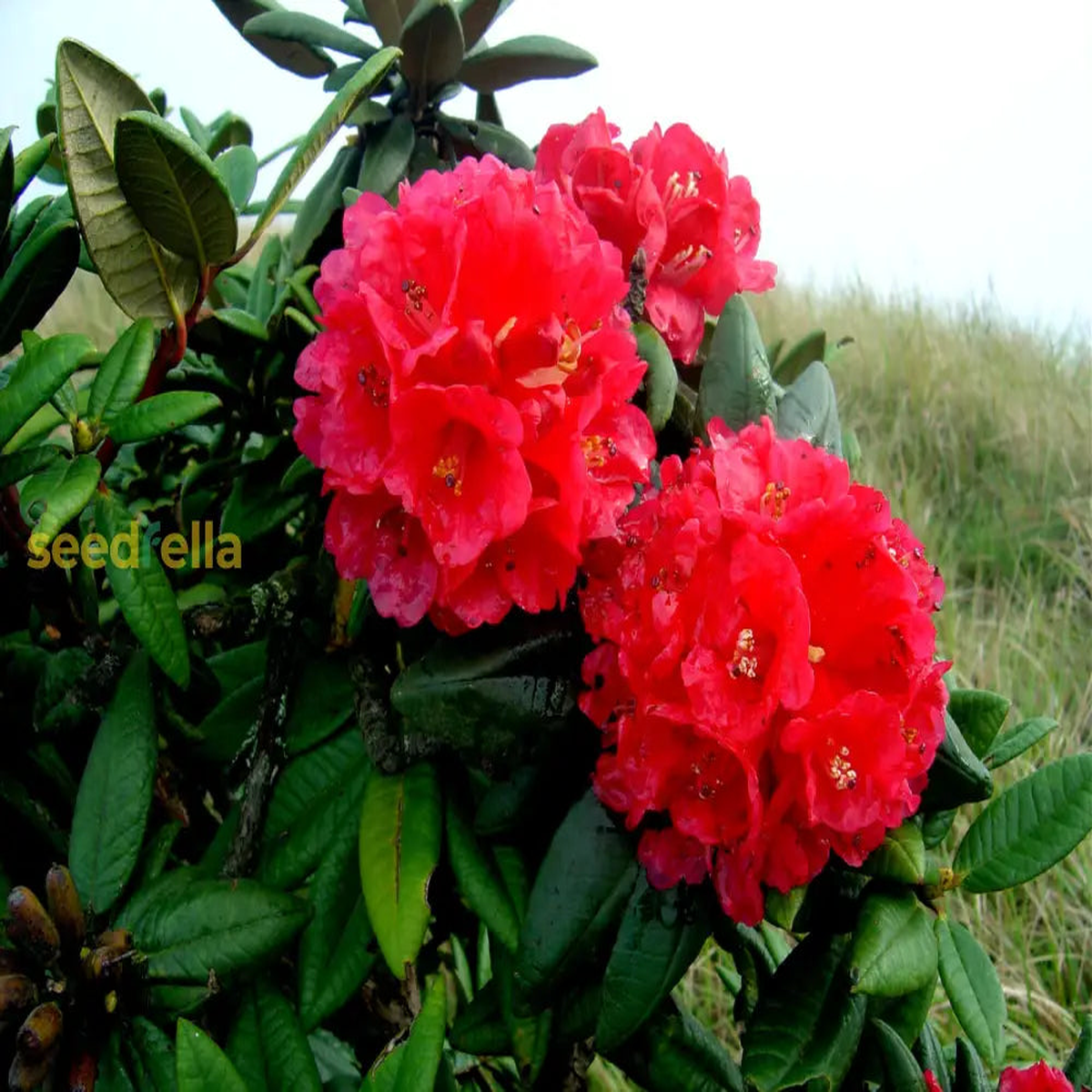 Red Rhododendron Seeds for Planting - Perennial Blooms