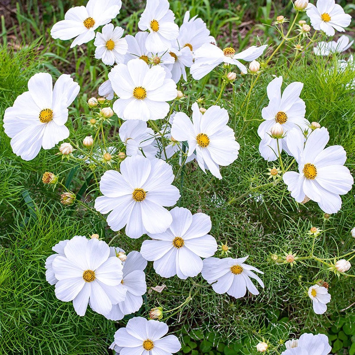 300 White Cosmos Flower Seeds