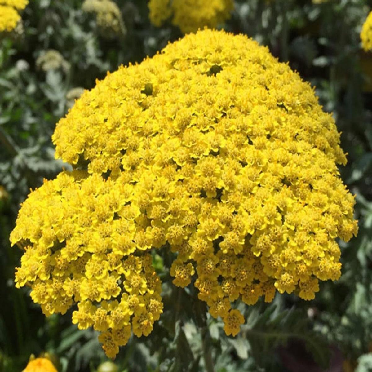 Achillea Flower seeds for Planting, Colorful Display Heirloom & GMO Free Seeds for Home Garden