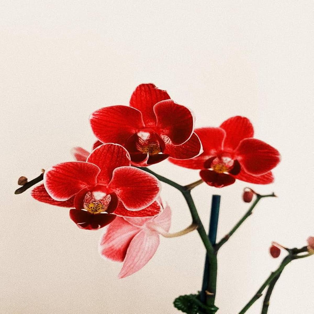 Deep Red Phalaenopsis Orchid Flower Seeds for Planting Heirloom, Non-GMO, Premium Quality, High Germination