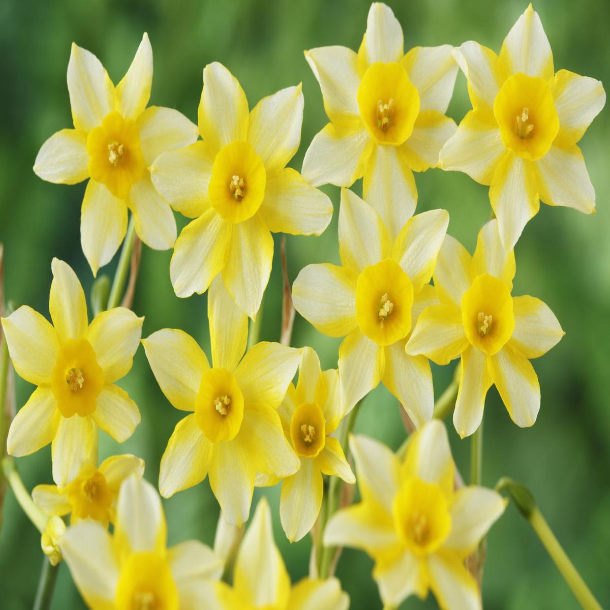 Light Yellow Daffodil Flower Seeds for Planting Heirloom Non-GMO, High Germination Organic Garden Seeds