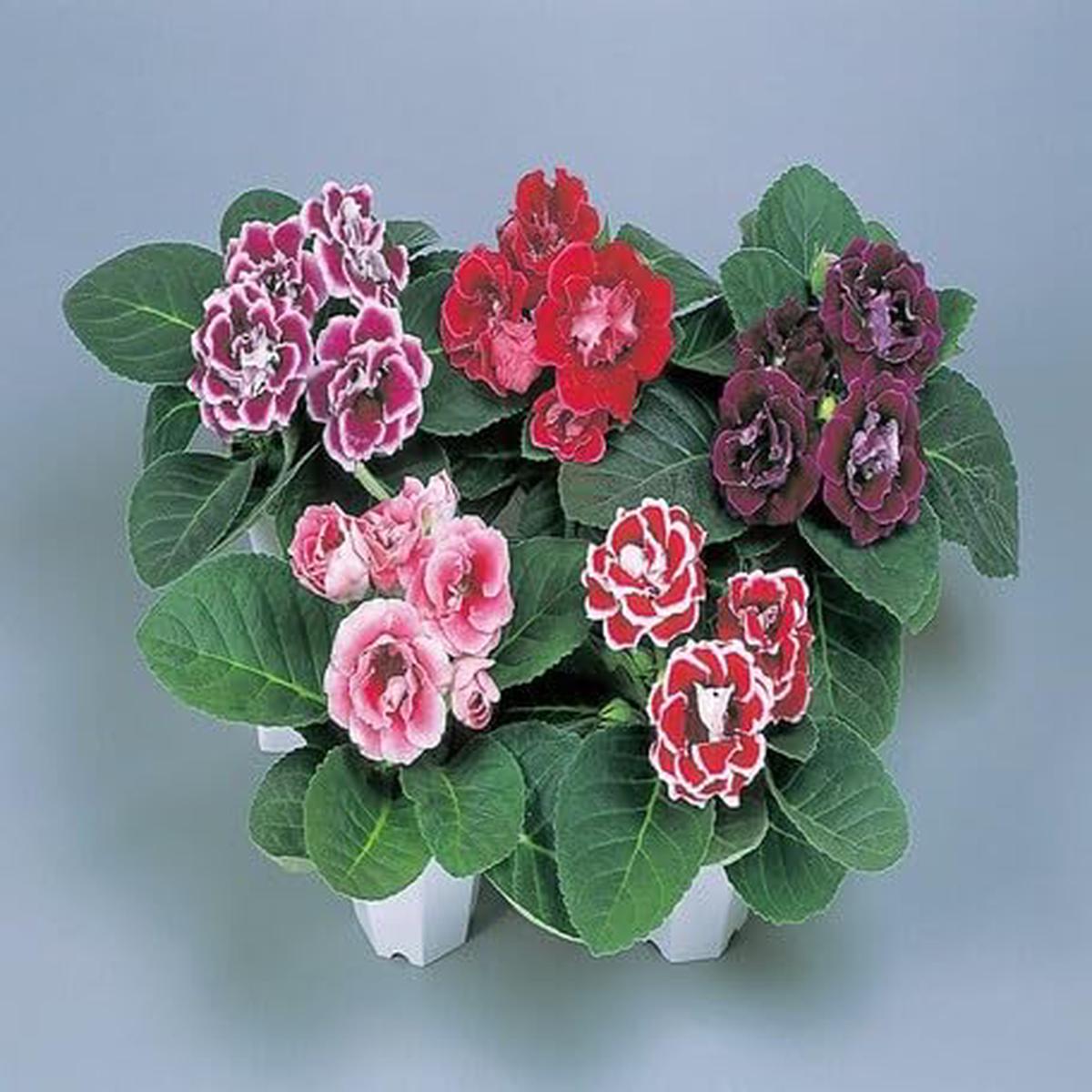 Mixed Gloxinia Flower