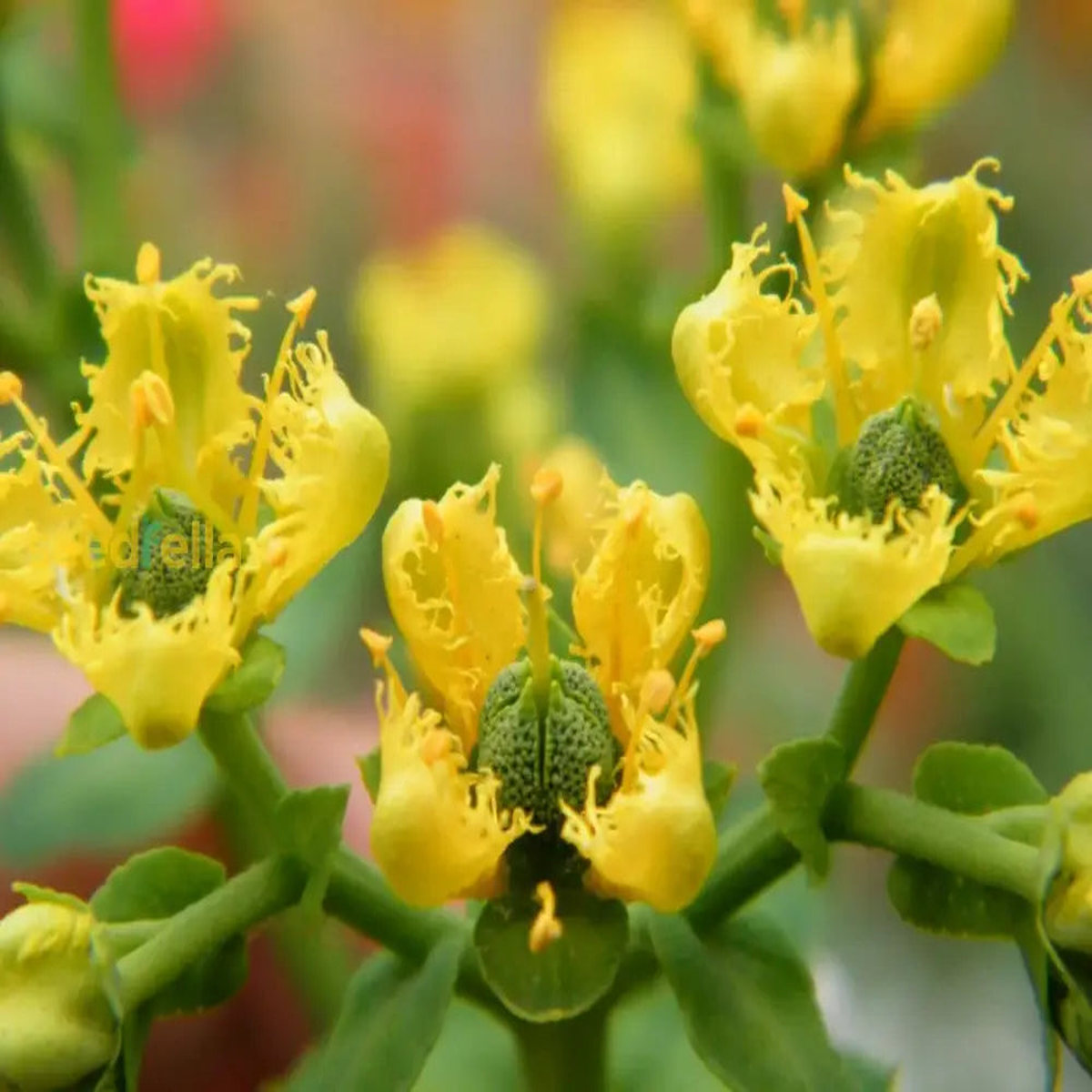 Yellow Ruta Graveolens Flower Planting Seeds Brighten Your Garden with Vibrant Flowers