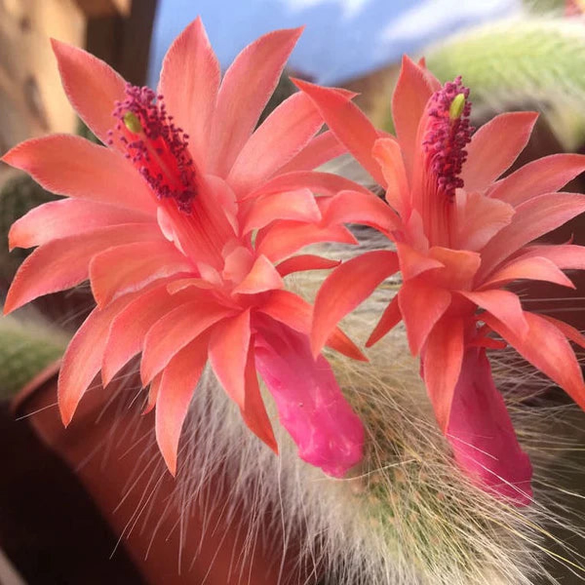 Cleistocactus Colademononis Flower Planting Seeds for Garden Non-GMO, Heirloom, High Germination Seeds