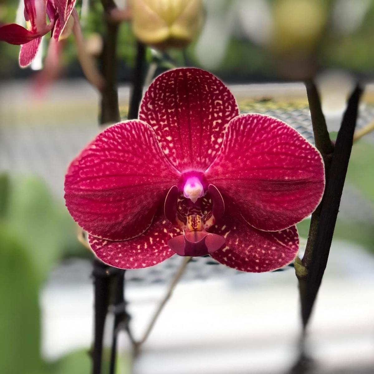 Deep Red Phalaenopsis Orchid Flower Seeds for Planting Heirloom, Non-GMO Colorful Display, High Germination