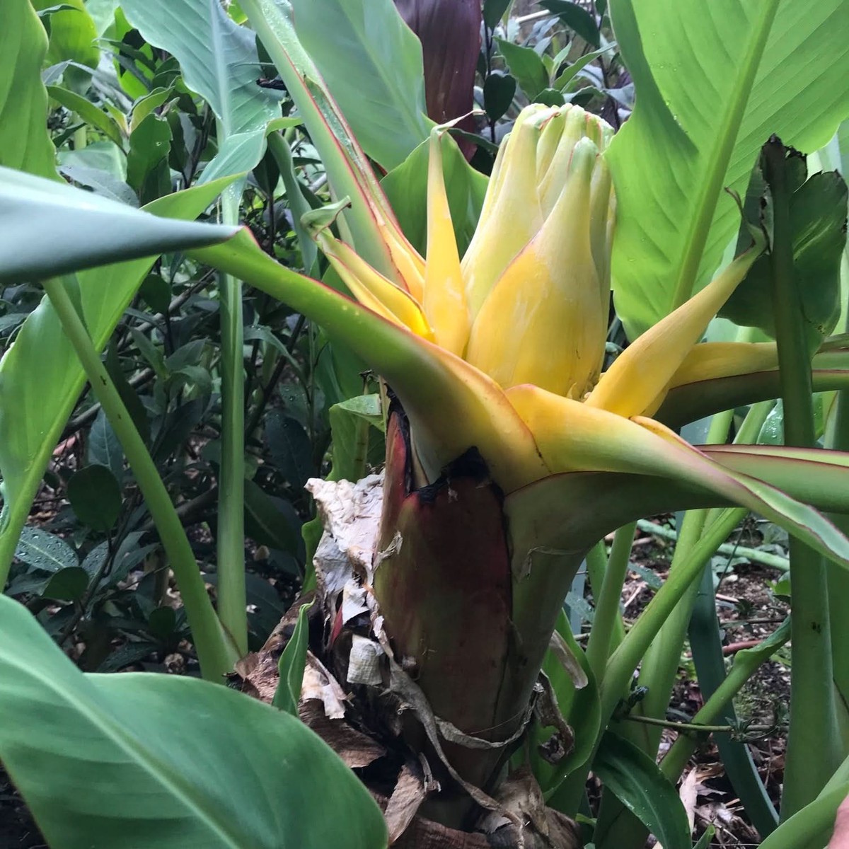 Heirloom Musella Lasiocarpa Flower Seeds Rare Garden Plant