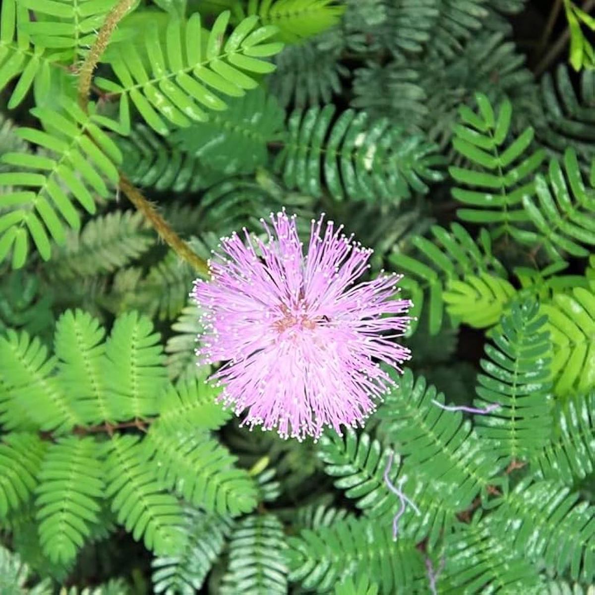 Mimosa Pudica Seeds for Balcony Planting, Earthquake Prediction Fun Bashful Grass for DIY Bonsai Projects