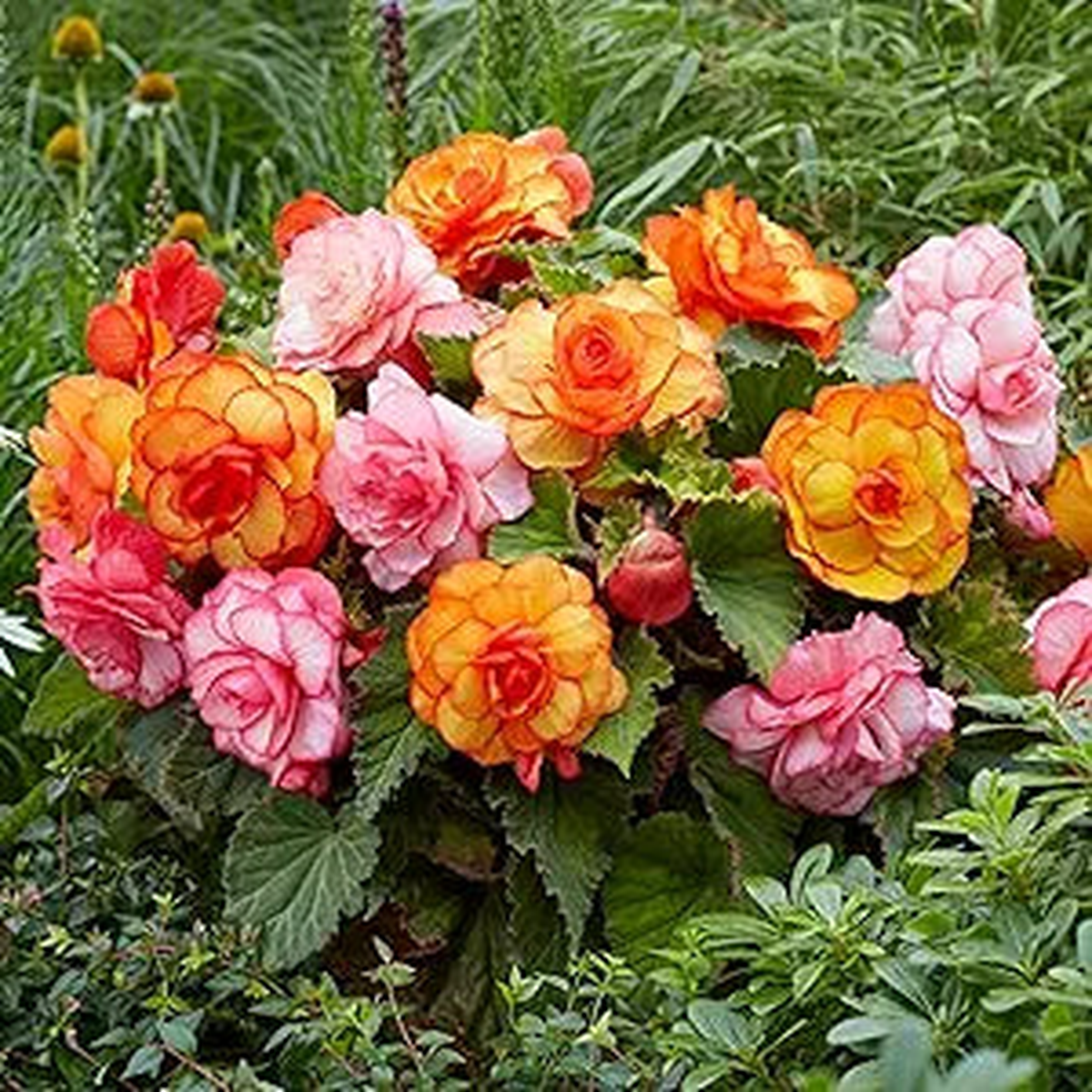 Mixed Beautiful Begonia Seeds for Home or Balcony Garden