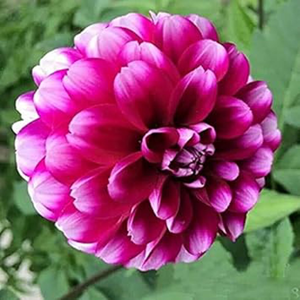 Ruby Pink Dahlia Flower Seeds for Planting Heirloom, Non-GMO, High Germination Organic Garden Seeds