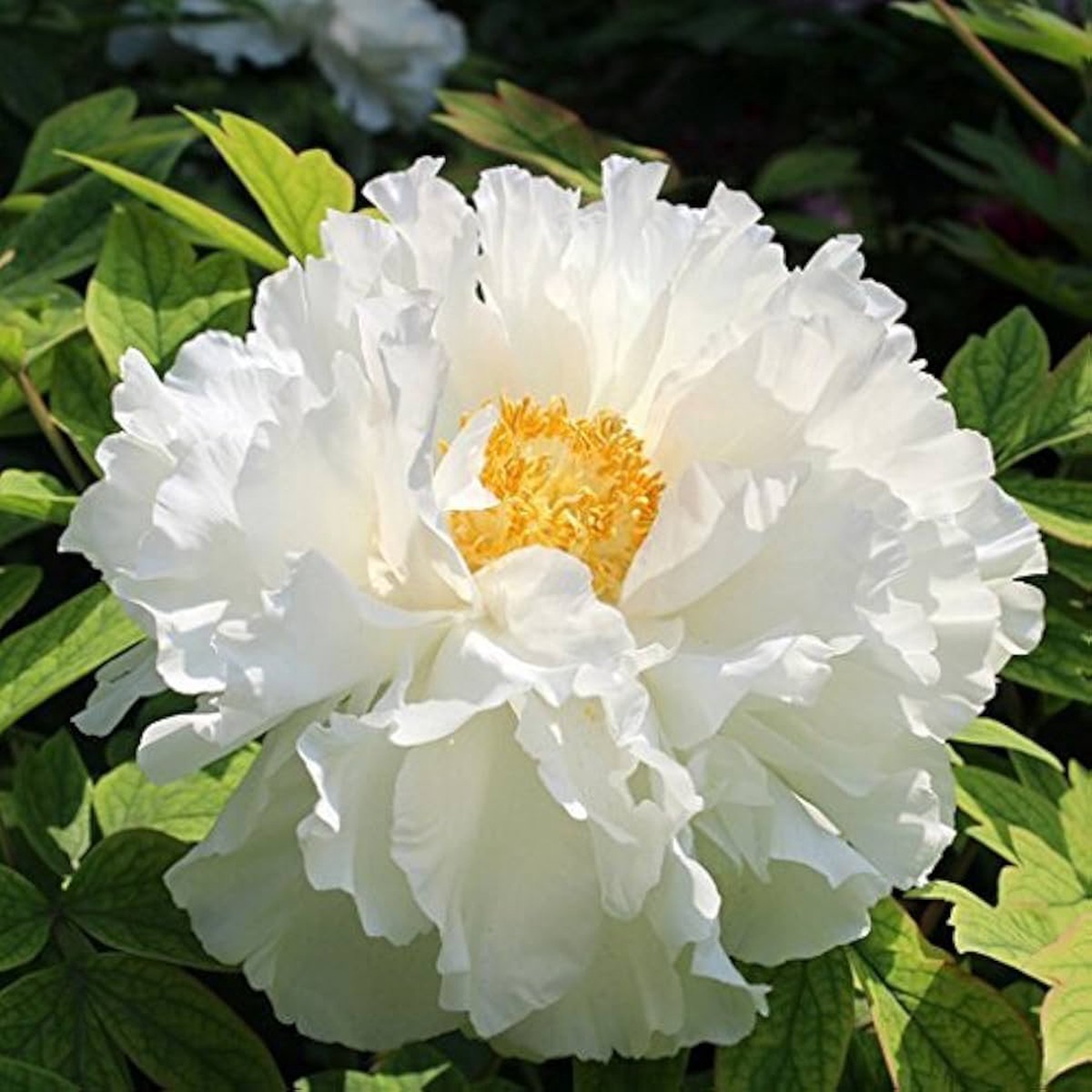 White Peony Flower Seeds for Planting Heirloom, Non-GMO, Perennial, Spring Blooms