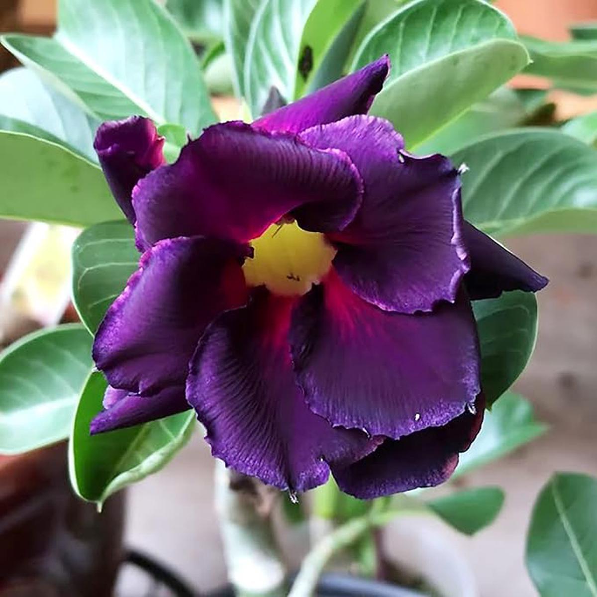 Adenium Obesum Flower Seeds for Planting  Low Maintenance, Heirloom, Non-GMO & High Germination Seeds