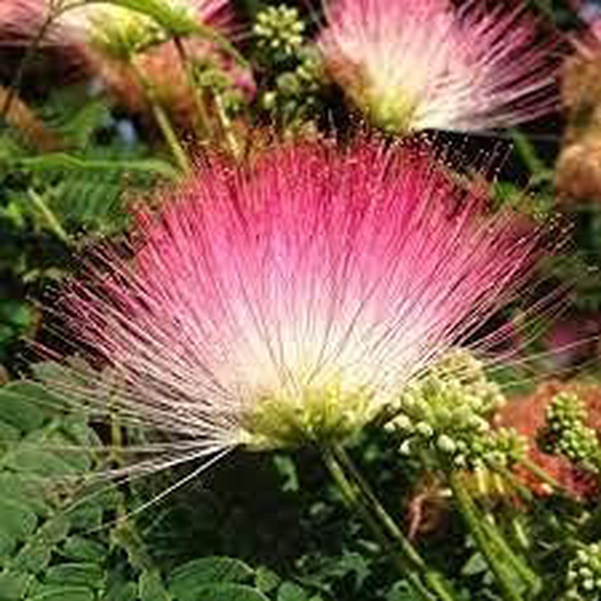 Albizia Saman Flower - Heirloom, Non - Gmo Seeds