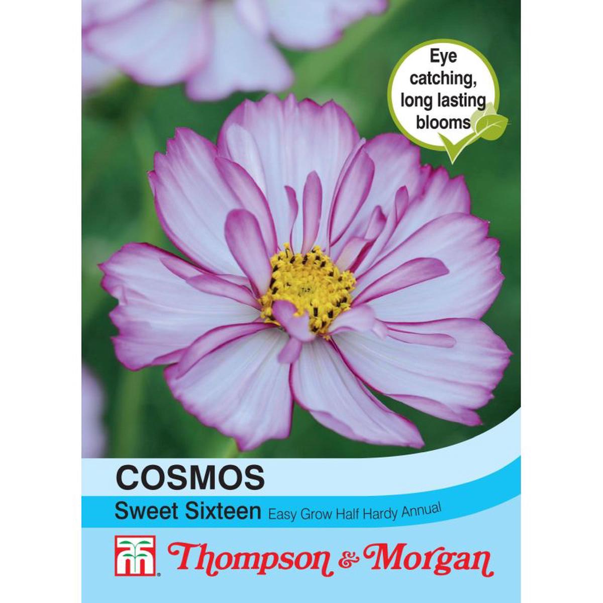 Cosmos Sweet Sixteen