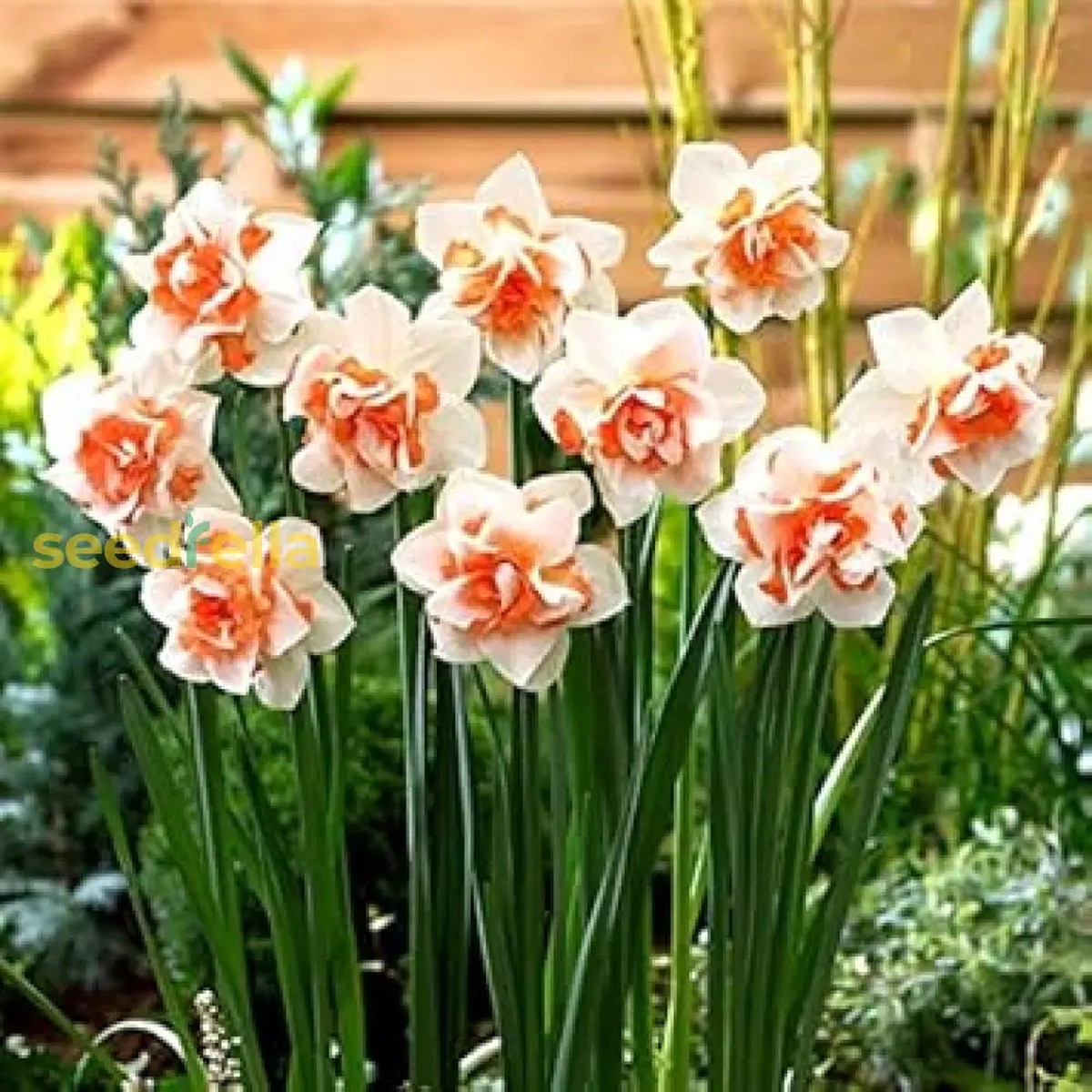 Daffodil Flower Seeds - White and Orange for Planting