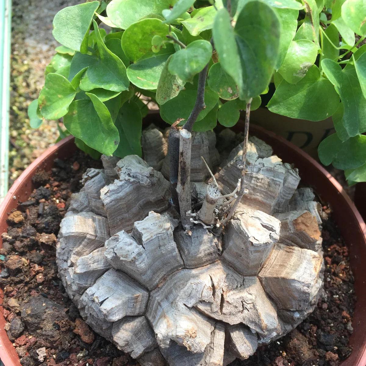 Dioscorea Elephantipes Yam Flower Seeds for Planting | Heirloom Non-GMO High Germination