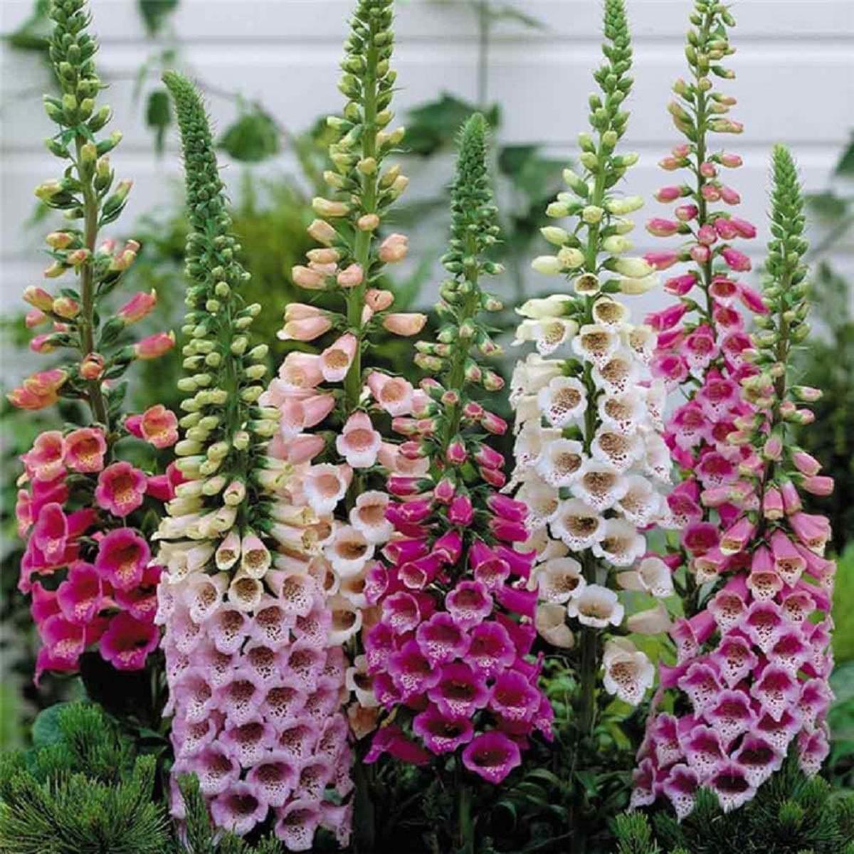 Foxglove Seeds for Planting Heirloom, Non-GMO, Easy to Grow, Pollinator-Friendly