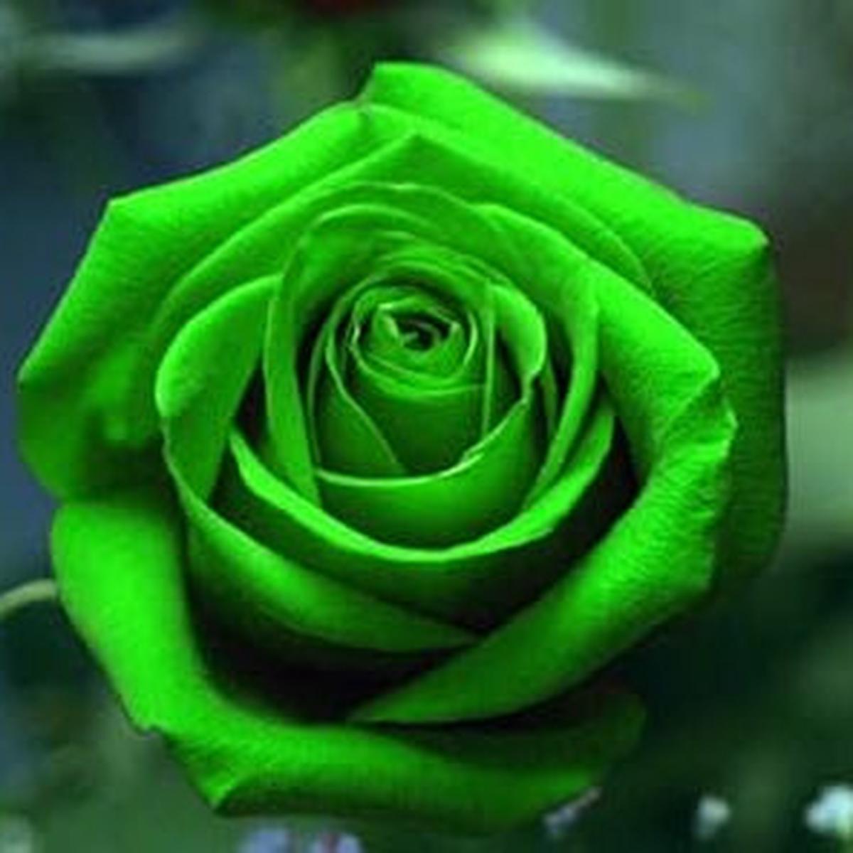 Green Rose Flower Seeds for Planting Heirloom, Non-GMO, High Germination Garden Seeds