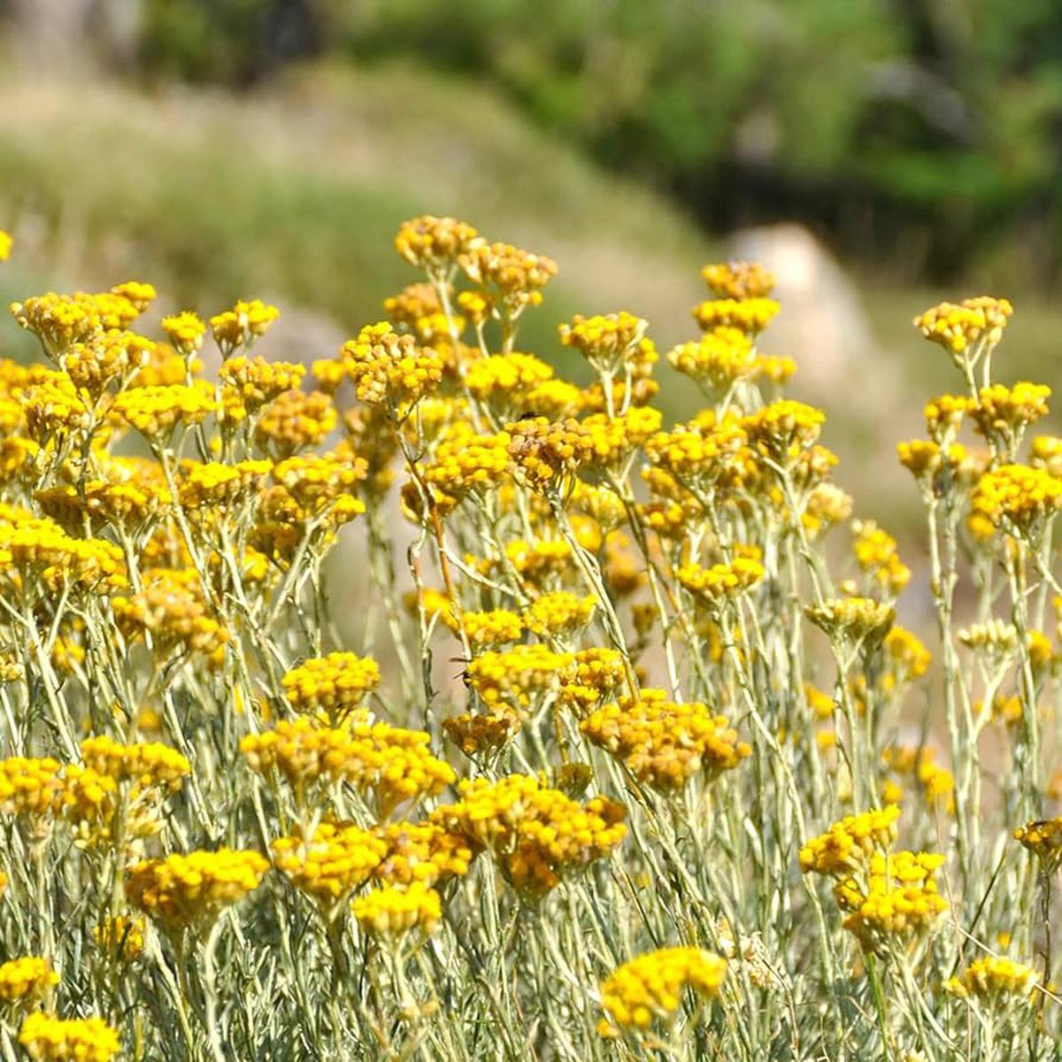 Helichrysum Italicum Plant Seeds for Planting - NON GMO Seeds
