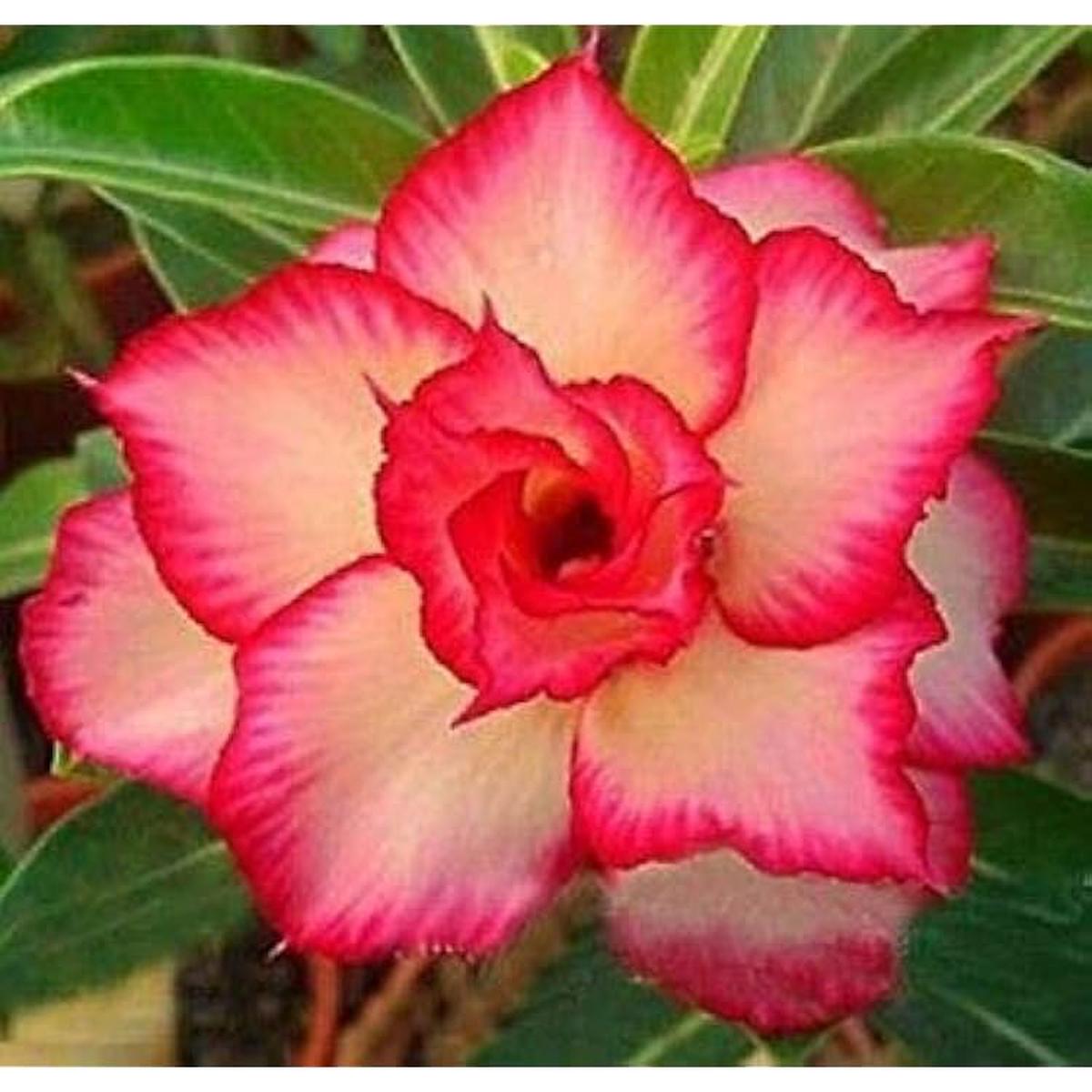 Pink Obesum Flower Seeds for Planting - NON GMO Seeds