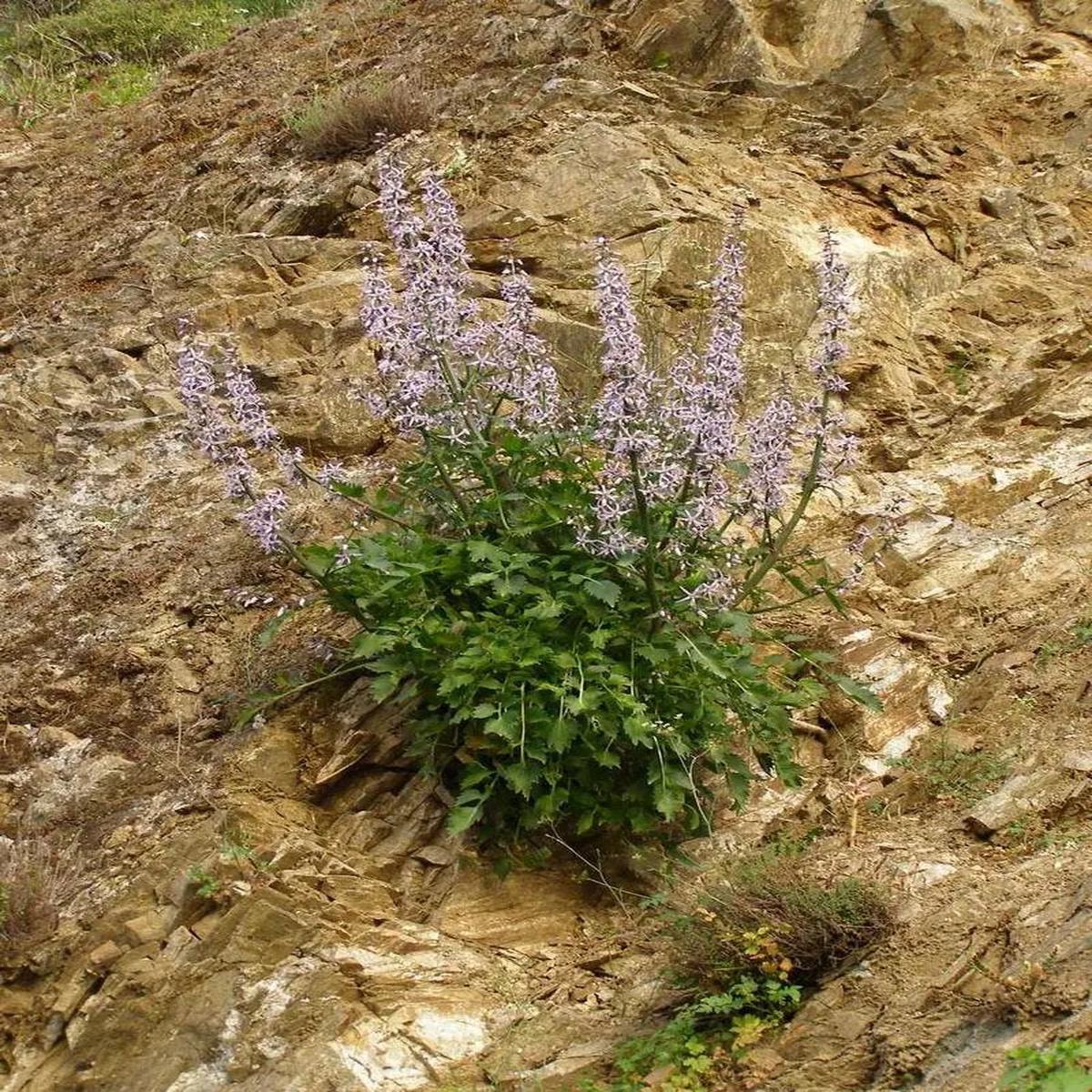Blue Petromarula Pinnata Plant Seeds for Planting - NON GMO Seeds