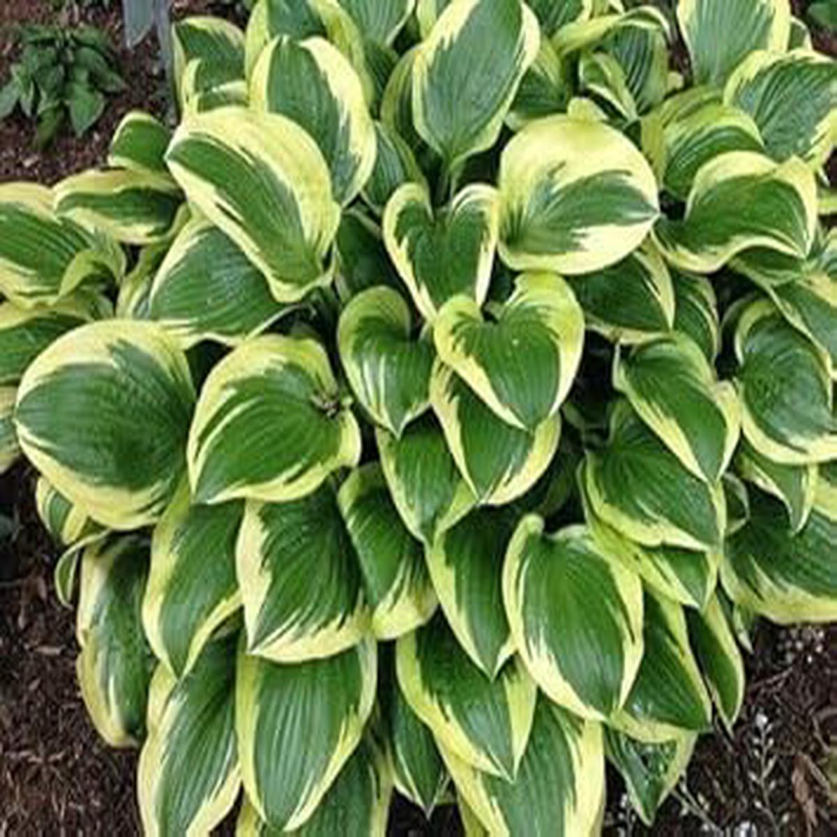 E Hosta Yellow Green - Heirloom, Non - Gmo Seeds