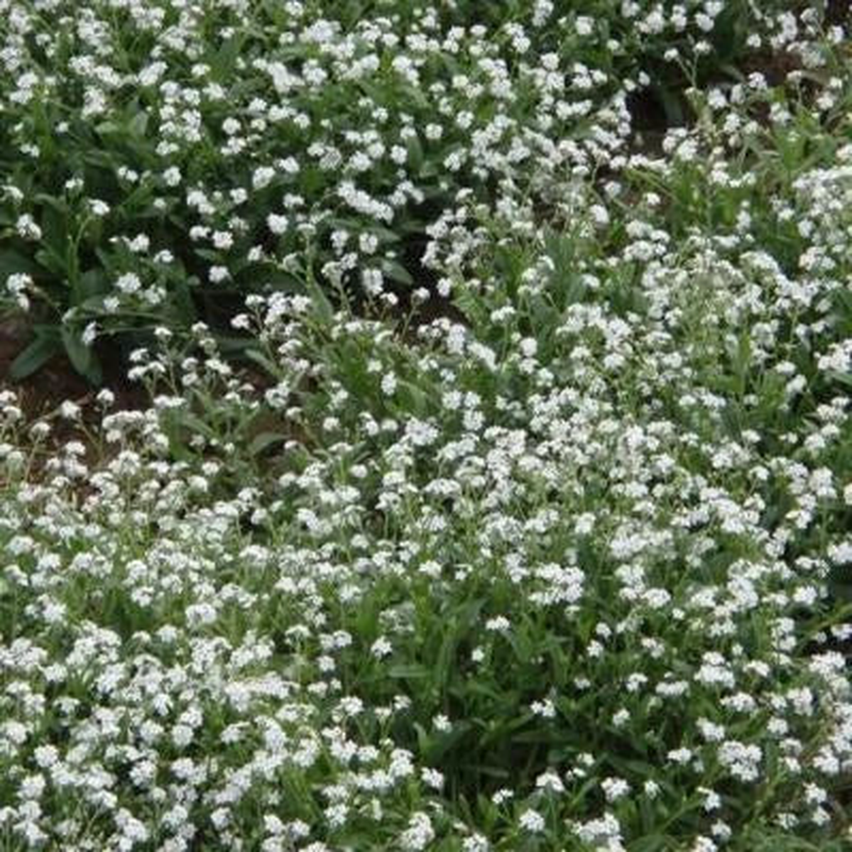Forget Me Nots WHITE Perennial Moon Garden Ground Cover Border Non-GMO Heirloom