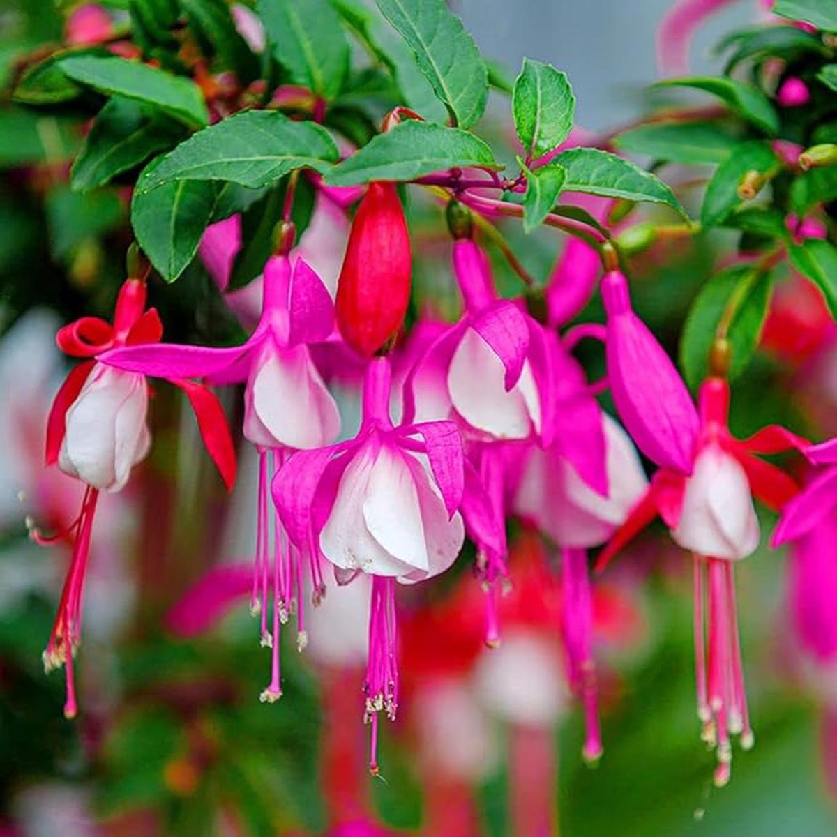 Fuchsia hybrida Flower Seeds for Planting Hanging Baskets & Home Garden