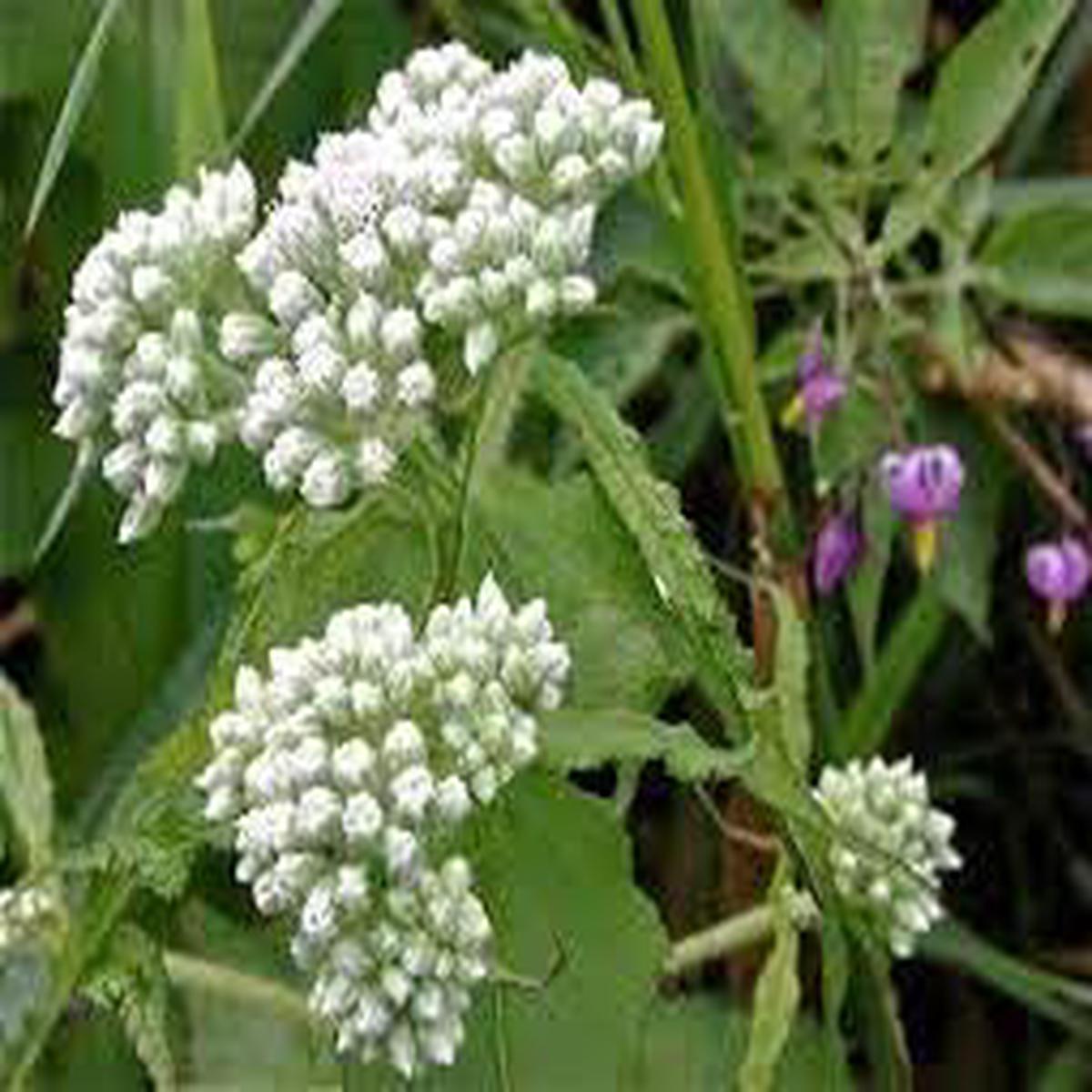Heirloom Non-GMO Eupatorium Flower Seeds for Planting Pollinator-Friendly Perennial Blooms
