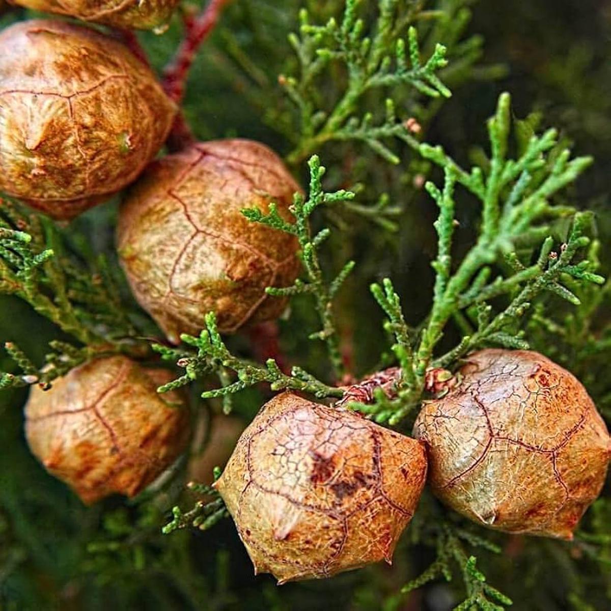 Italian Cypress Tree Seeds (Cupressus sempervirens) for Planting Heirloom, Non-GMO, High Germination