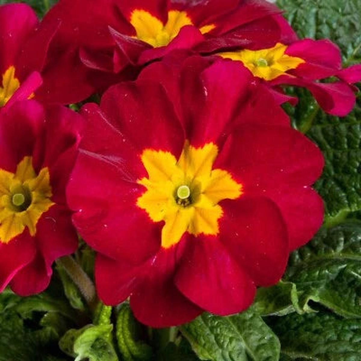 Red Primula Planting Primrose Planting Primula Danova Wine Bicolor Flower Heirloom Non Gmo