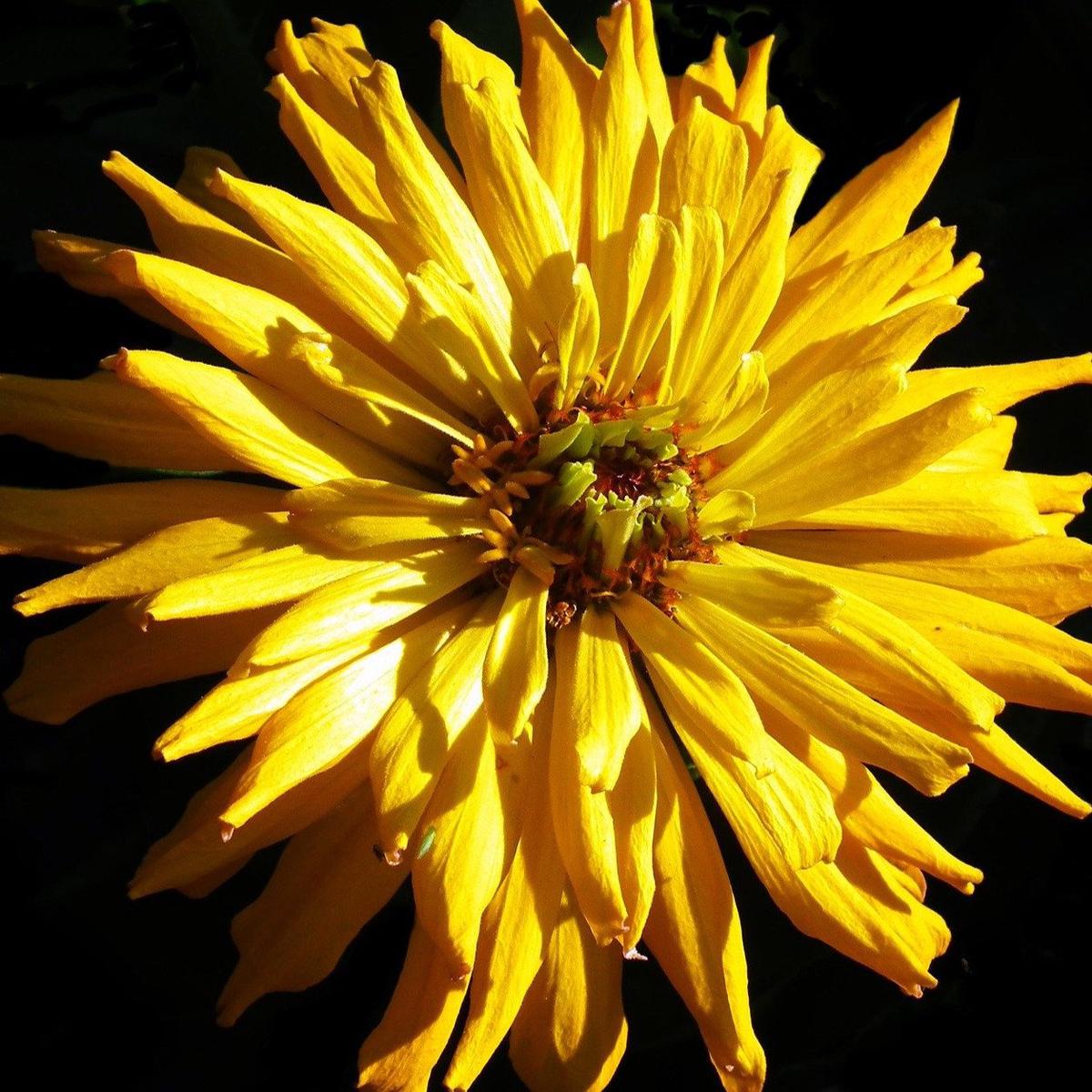 Zinnia Seeds - Cactus-Flowered Mix