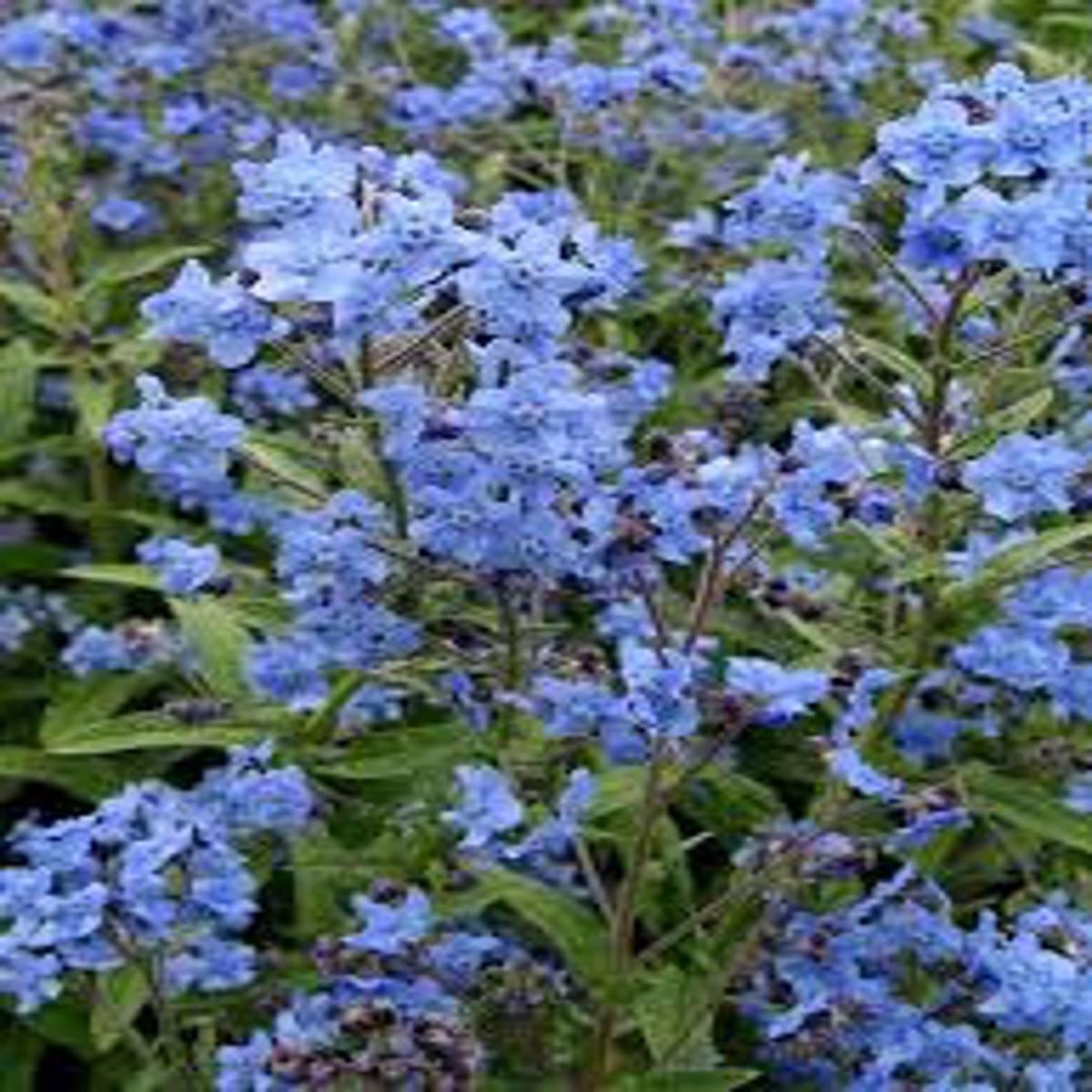 Blue Cynoglossum Amabile Flower Seeds for Planting - NON GMO Seeds