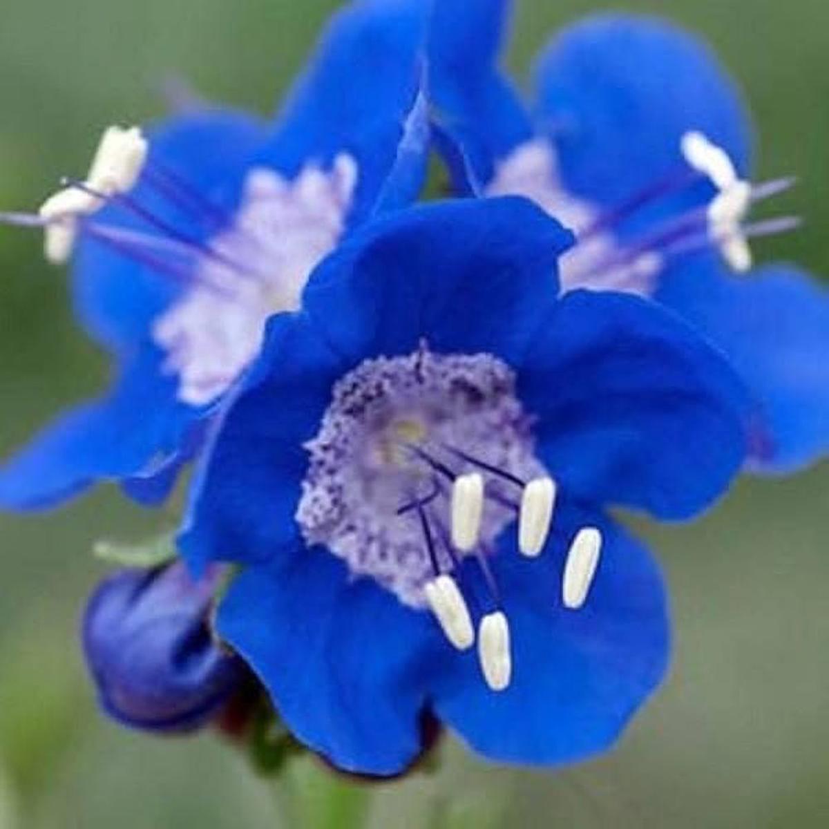 Bluebell Flower Seeds for Planting, Fresh, NON GMO Seeds