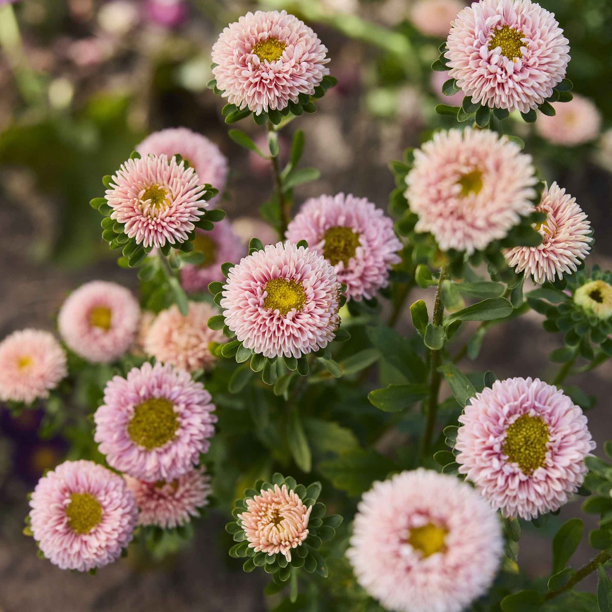 China Aster Seeds - Matsumoto Apricot