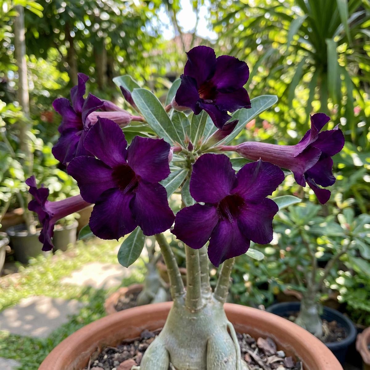 Dark Purple Adenium Obessum Flower Seeds for Planting