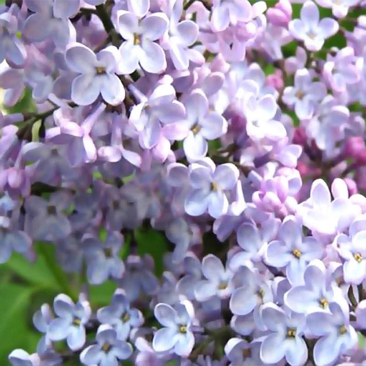 Early Korean Lilac Syringa oblata seeds for fragrant lilac bushes in flowering gardens and hedgerows