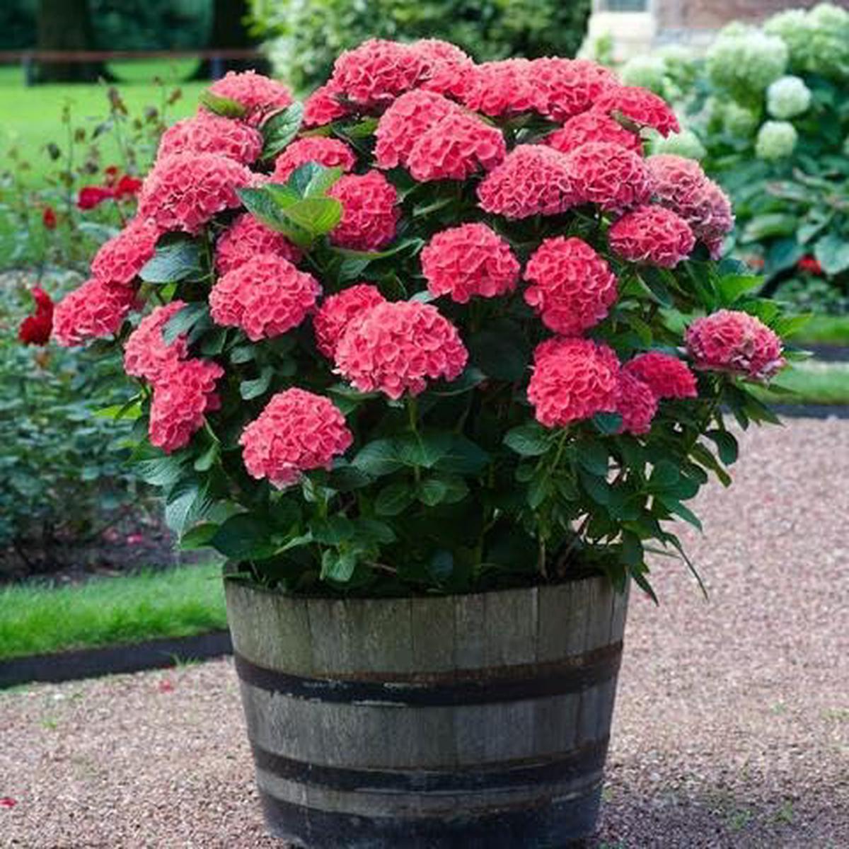 Red Hydrangea Flower - Heirloom, Non - Gmo Seeds