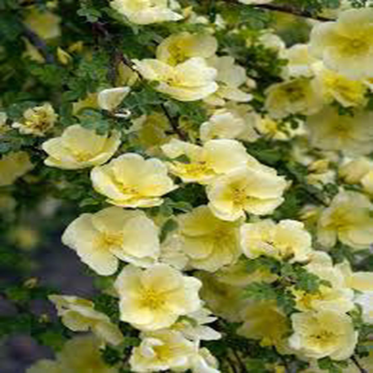 Yellow White Rosa Xanthina Flower Seeds for Planting - Heirloom, Non-GMO, Pollinator-Friendly Organic Seeds
