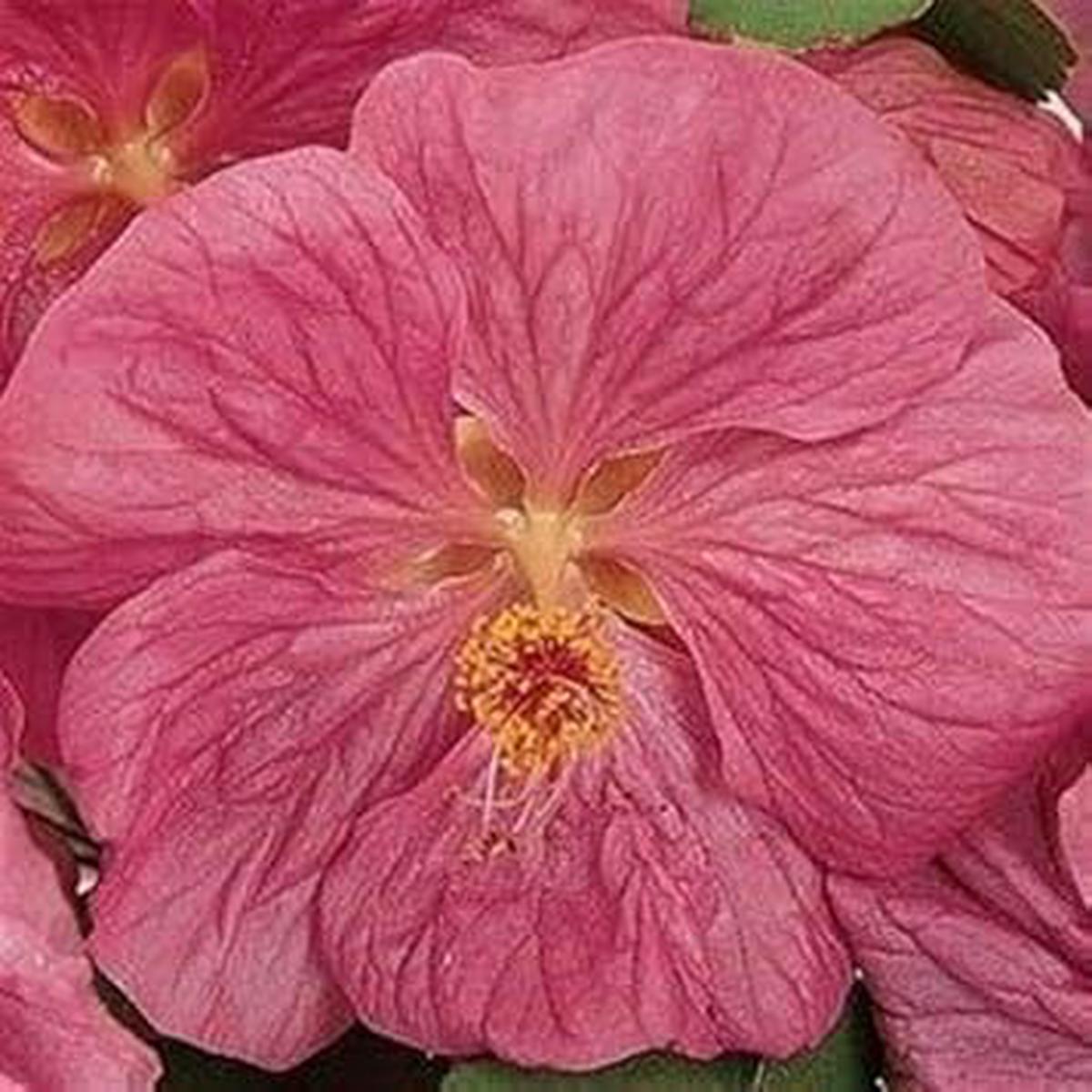 Abutilon Bella Flower seeds for Planting - Hardy Variety, Heirloom & GMO Free Seeds for Home Garden