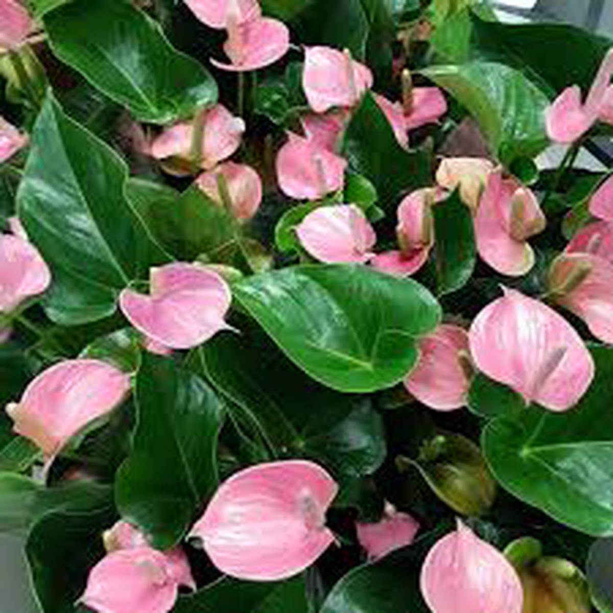 Anthurium Pink Flower Seeds for Planting Heirloom, Non-GMO, Tropical Blooms