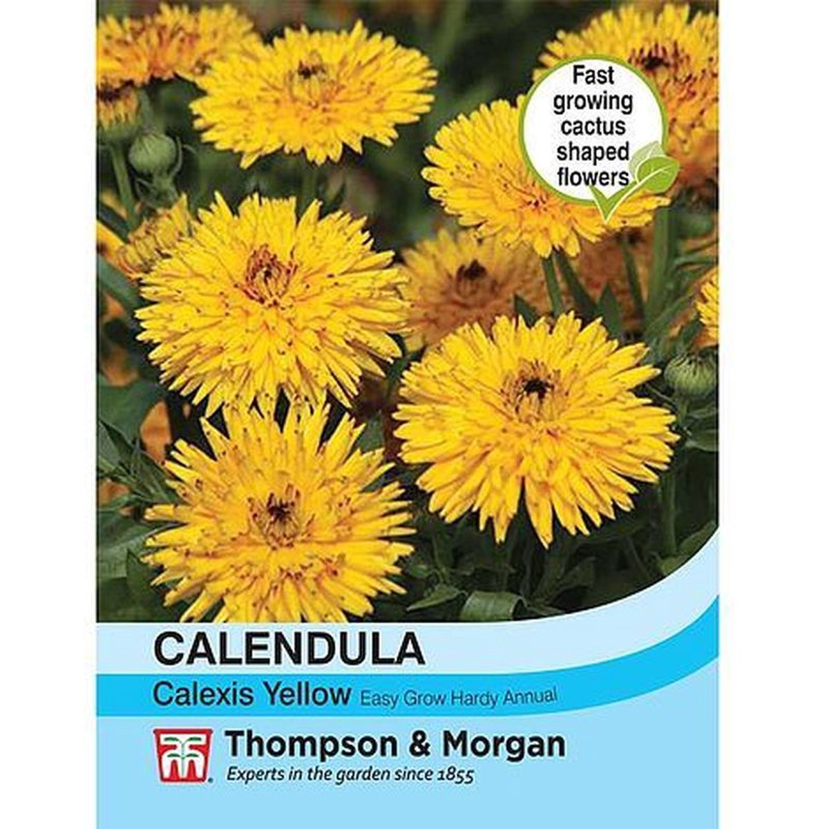 Calendula Officinalis 'Calexis Yellow'