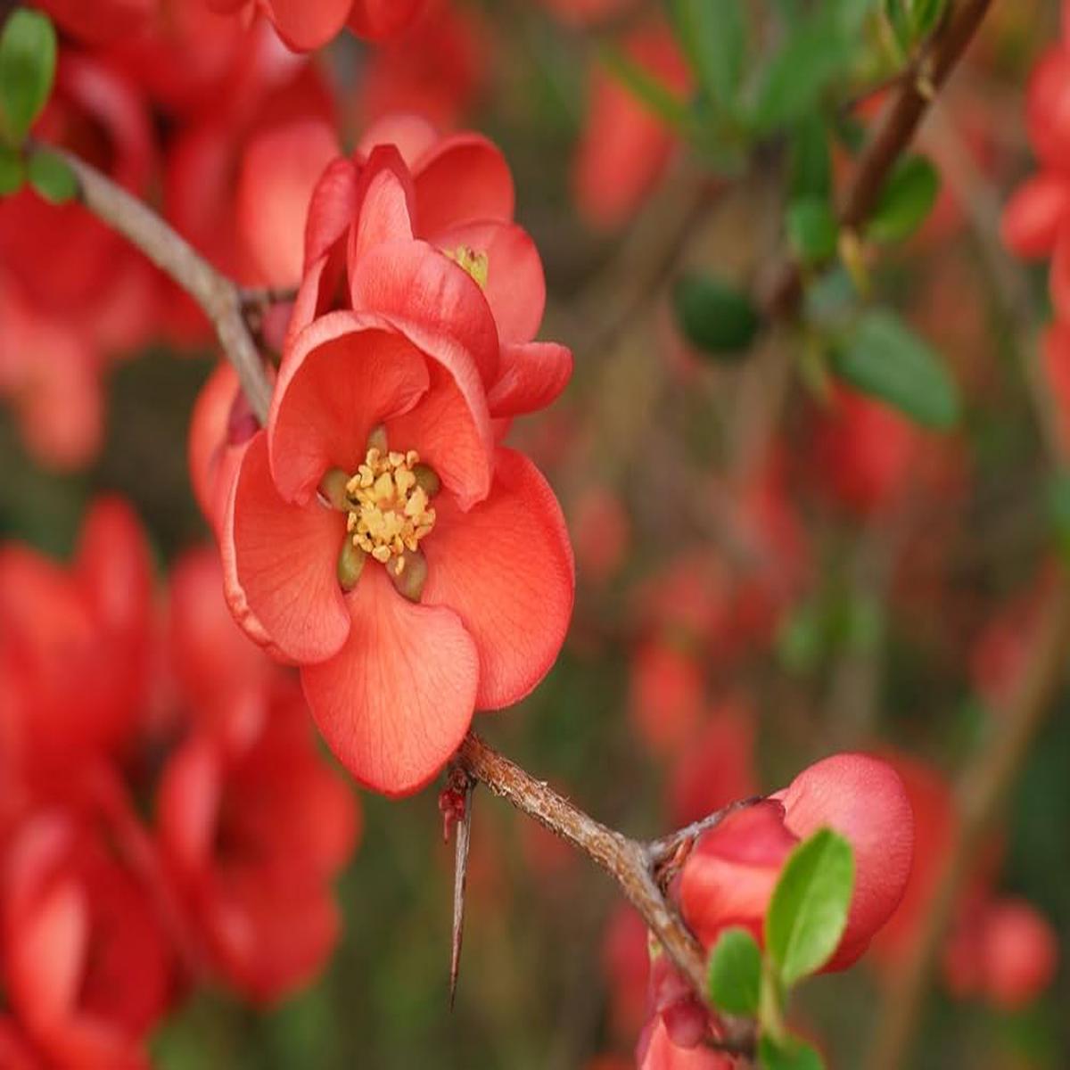 Chaenomeles Flower Seeds for Planting, Unique Variety, 100 pcs