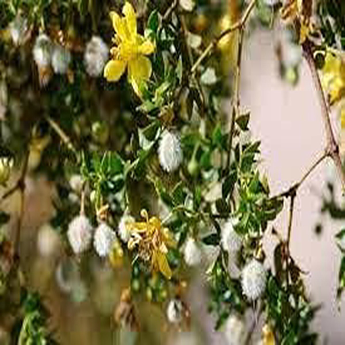 Creosote - Heirloom, Non - Gmo Seeds