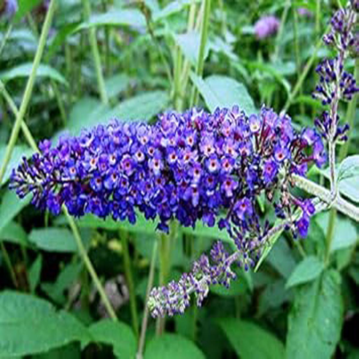 Dark Blue Buddleia Flower Seeds Heirloom Non-GMO High Germination Organic Seeds for Planting