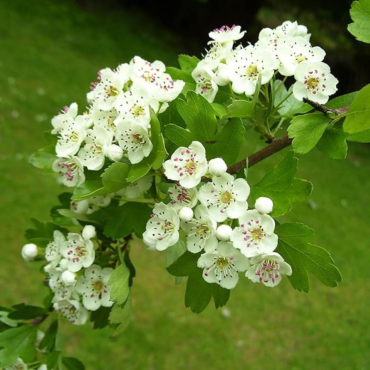 Hawthorn Seeds - Ornamental Deciduous Tree for Gardens