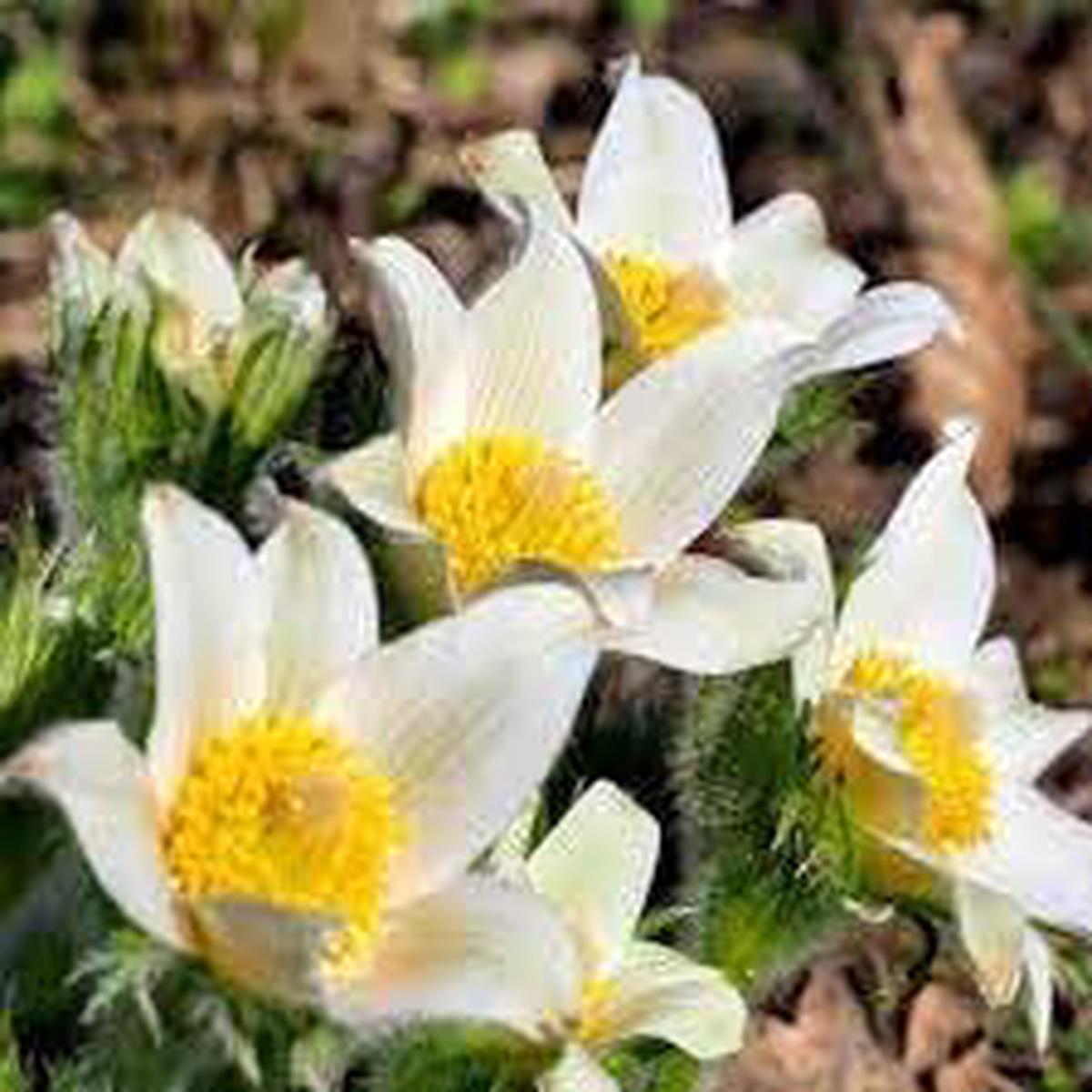Pasque Flower Seeds for Planting Heirloom, Non-GMO, High Germination Organic Garden Seeds