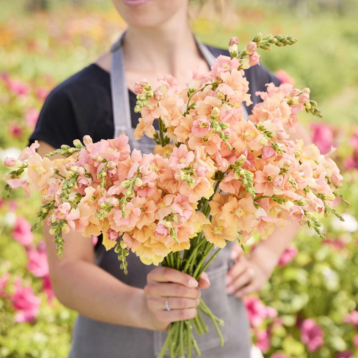 Snapdragon Seeds - Chantilly Light Salmon