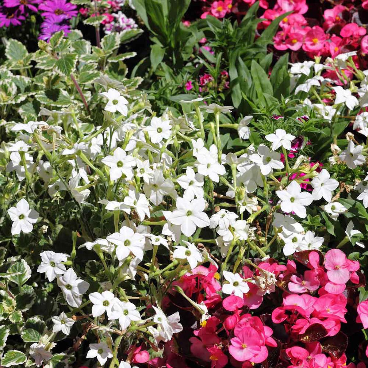 Tobacco Seeds - Jasmine
