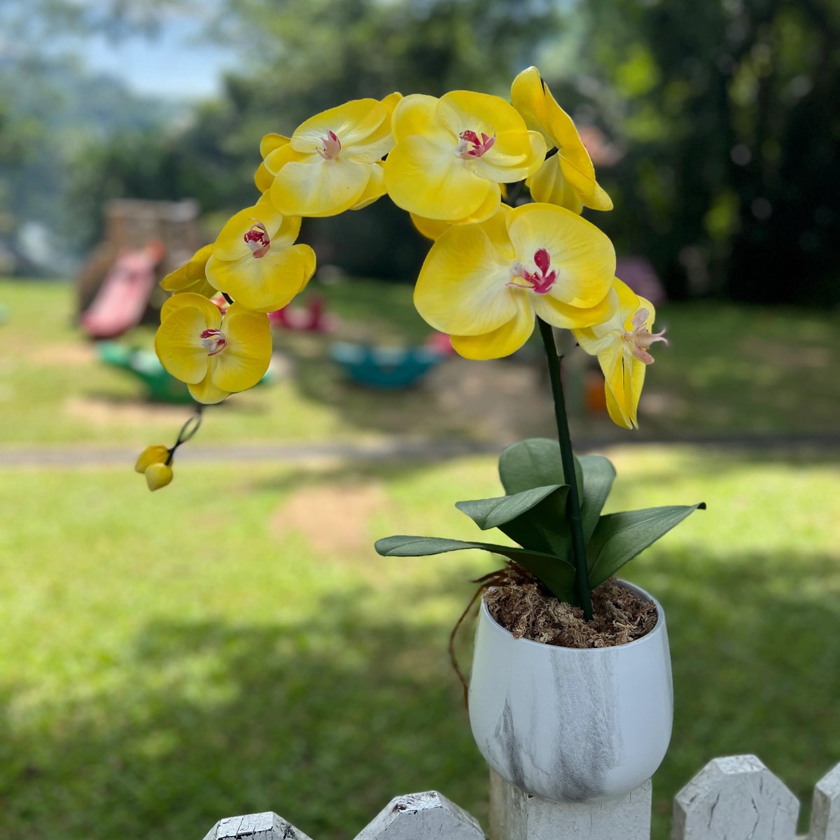 Yellow Orchid Flower Seeds Heirloom Non-GMO Seeds for Garden Planting
