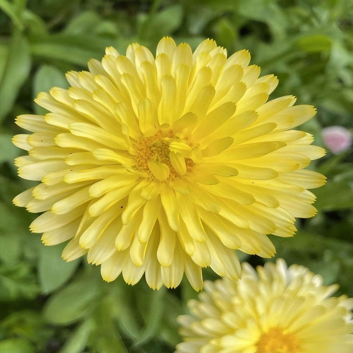 Calendula Pacific Beauty Cream